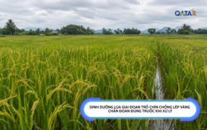 dinh dưỡng lúa giai đoạn trổ chín chống lép vàng