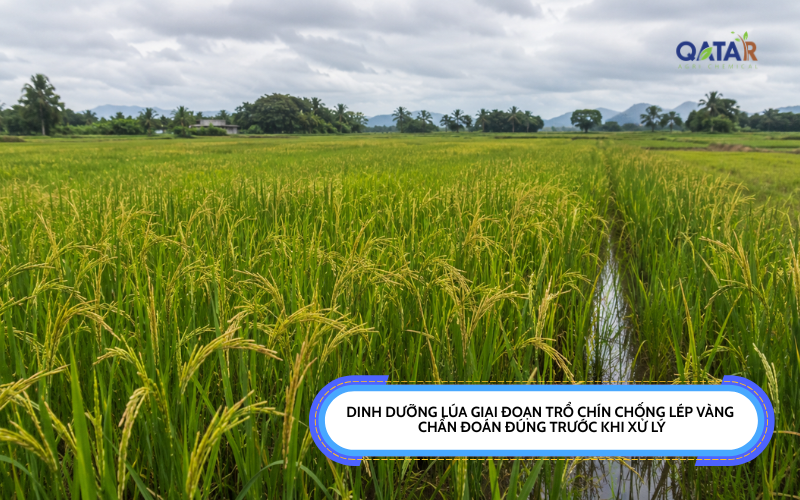 dinh dưỡng lúa giai đoạn trổ chín chống lép vàng