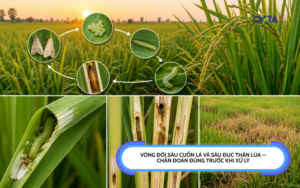 vòng đời sâu cuốn lá và sâu đục thân