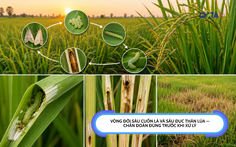vòng đời sâu cuốn lá và sâu đục thân
