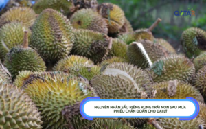 Giải pháp phòng thối trái sầu riêng giai đoạn nuôi trái trong mùa mưa