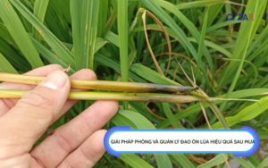 quản lý đạo ôn lúa