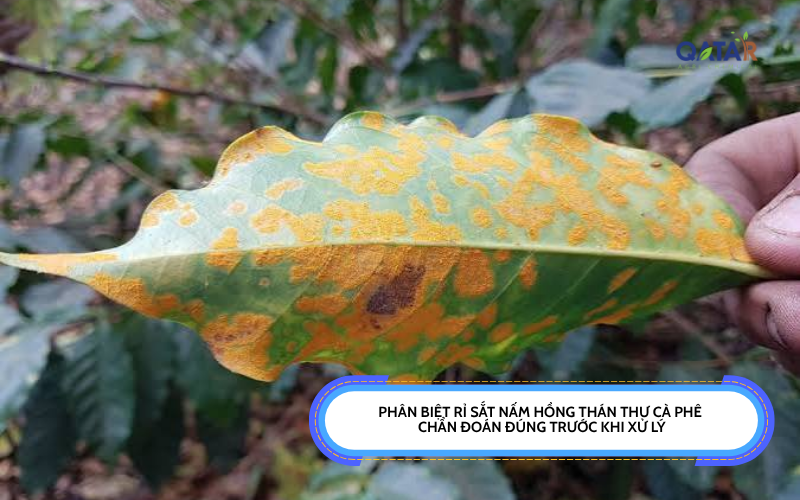 Phân biệt rỉ sắt nấm hồng thán thư cà phê