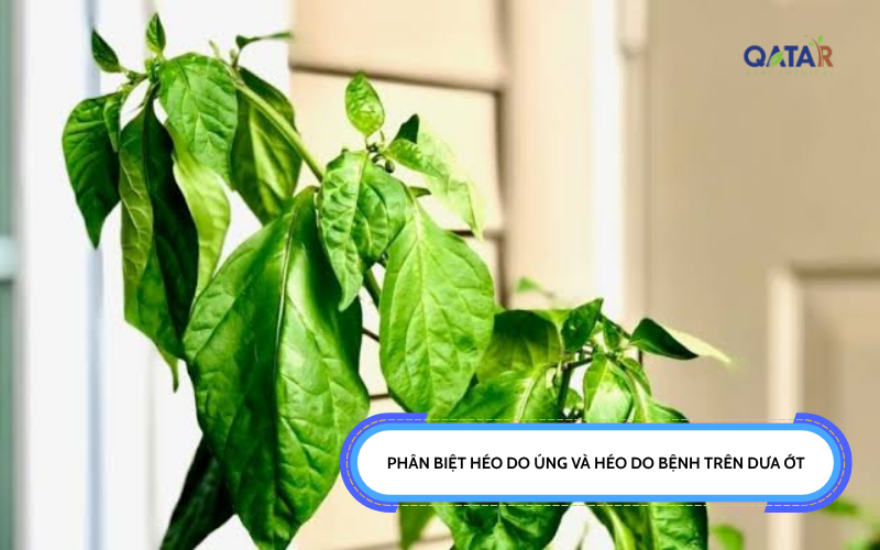 héo do bệnh trên dưa ớt