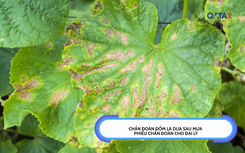 đốm lá dưa sau mưa