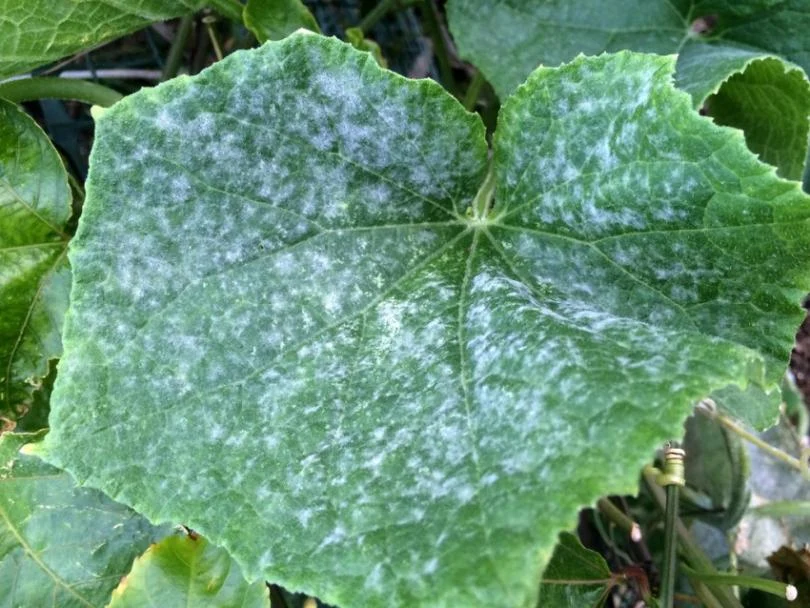 đốm lá dưa sau mưa