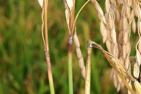 quản lý đạo ôn lúa