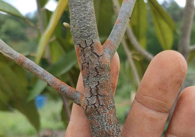Phân biệt rỉ sắt nấm hồng thán thư cà phê