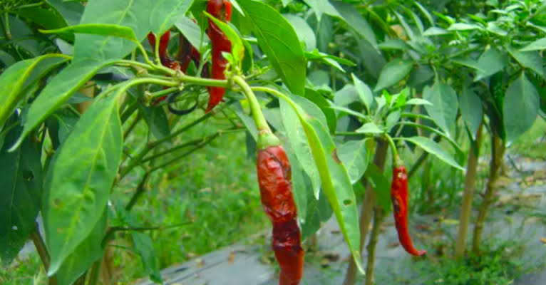 héo do bệnh trên dưa ớt