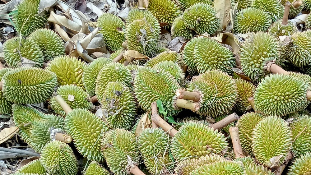 nguyen-nhan-sau-rieng-rung-trai-non-sau-mua